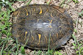 Carapace of a red ear slider turtle