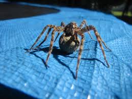 Carrying eggs rabid wolf spider