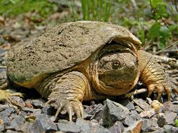 Common snapping turtle with average size.