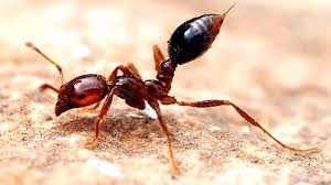 Fire ant on concrete