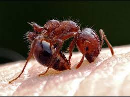 Fire ant stinging and biting