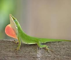Green anole and its flap of skin