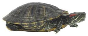 Identifying the red ear slider turtle