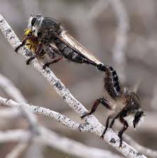 Mating robber flys