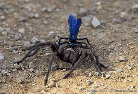 Tarantula hawk killing a brazilian wandering spider